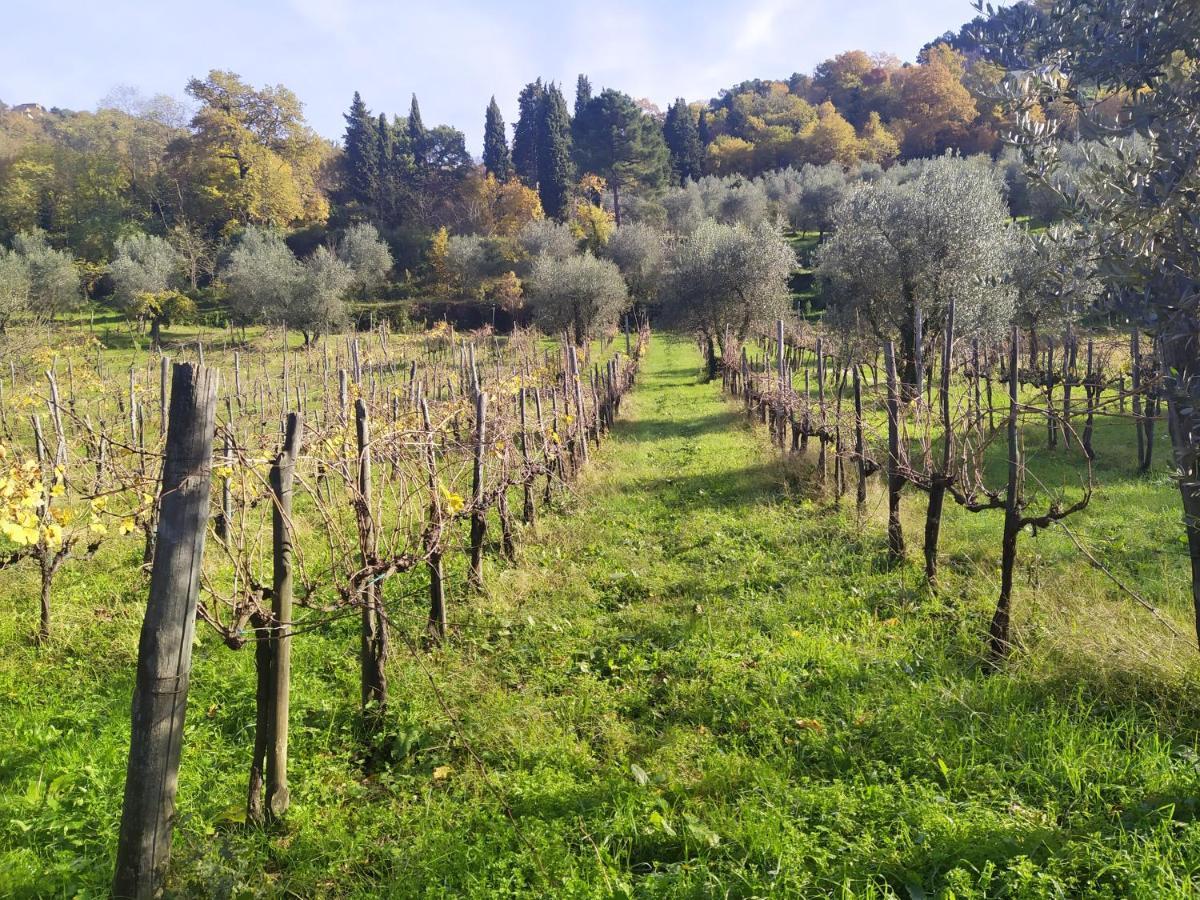 Fattoria Di Caticciano, Elegante Affittacamere Relax E Natura Vicino Firenze Pelago Eksteriør bilde